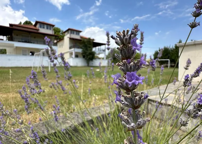 Dimeli 3 Appartement Litochoro